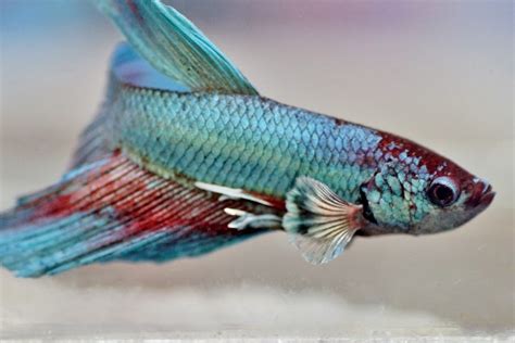 Velvet Disease In Betta Fish Vet Reviewed Signs Treatment