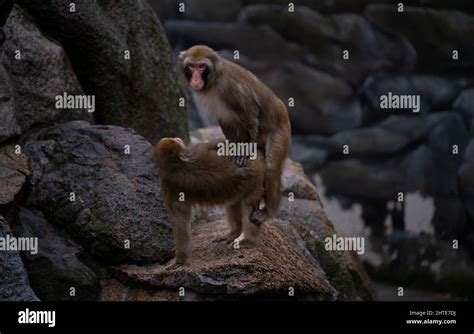 Japanese macaque male and female monkeys, mating season Stock Photo - Alamy