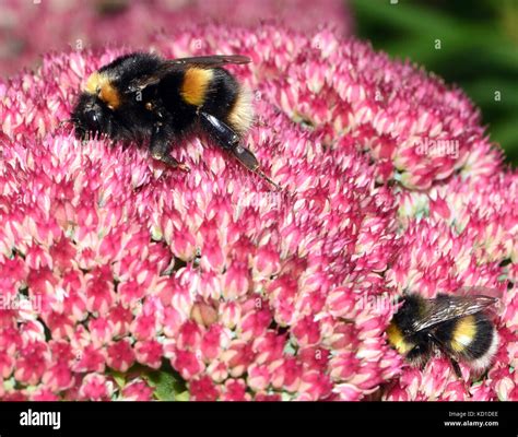 A Worker And A Queen Buff Tailed Bumblebee Bombus Terrestris On A