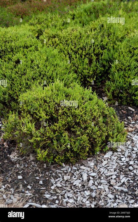 Calluna Vulgaris Aurea Hi Res Stock Photography And Images Alamy