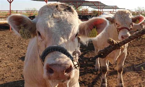 Tiene Coahuila segundo lugar en producción de leche