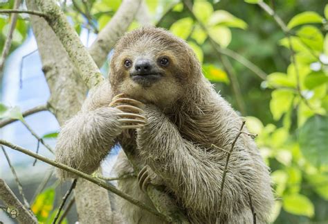 Imagens De Bicho Preguiça