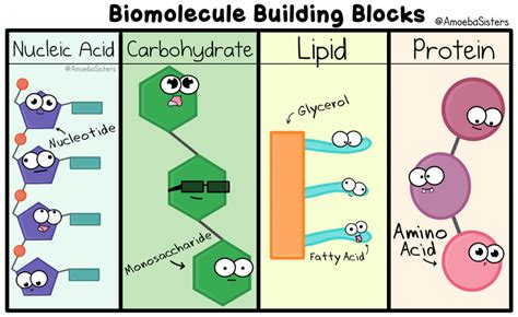 Biomolecules - Ms. Anderson's Biology Class