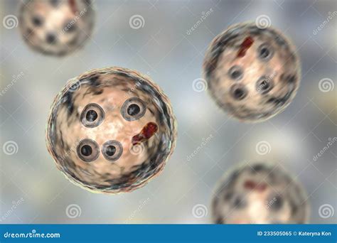 Cysts Of Entamoeba Coli Protozoan 3d Illustration 231907837