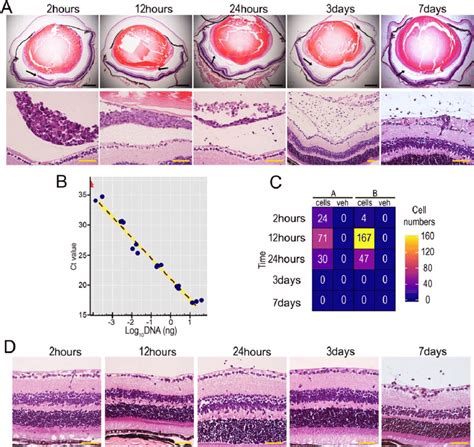 Endothelial Colony Forming Cells Ecfcs Do Not Induce Adverse Effects