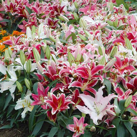 Lilium Flowers: Lilium Flower Gallery 7