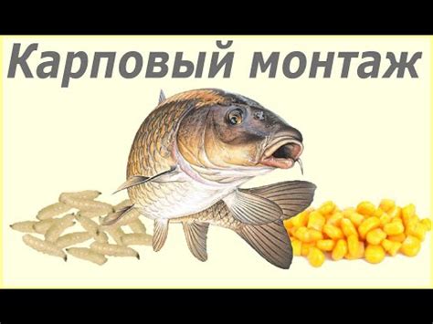 Ловля карпа на кукурузу. Карповый монтаж для ловли на искусственную ...