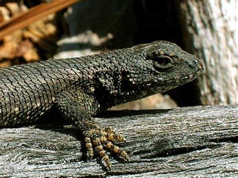 Eastern Fence Lizard Sceloporus Undulatus Reptile