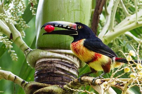 NATIONAL SYMBOLS OF BELIZE IN NATURE - BIRD