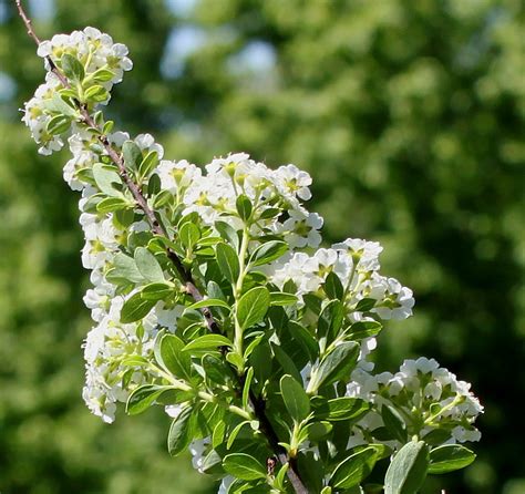 Spiraea nipponica - Изображение растения - Плантариум