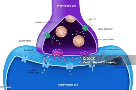 Diagram Of Neuron Neuron Communication Chemical Synapse Vector Synaptic