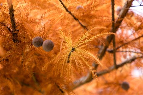 Prunus serrula Tree | Hillier Trees