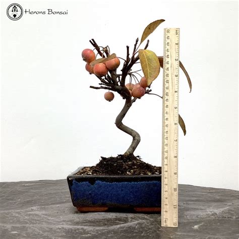 Crab Apple Bonsai Tree Herons Bonsai Nursery In The UK