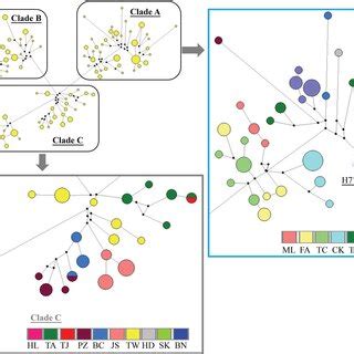 The Medianjoining Networkbased Concatenated MtDNA Sequences