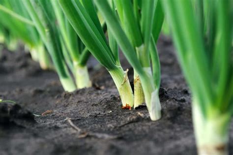 When To Plant Onions Minneopa Orchards