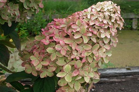 Гортензия метельчатая Мэджикал Кэндл/Hydrangea paniculata Magical ...
