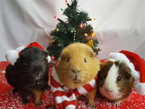 Guinea Pig Christmas Cards