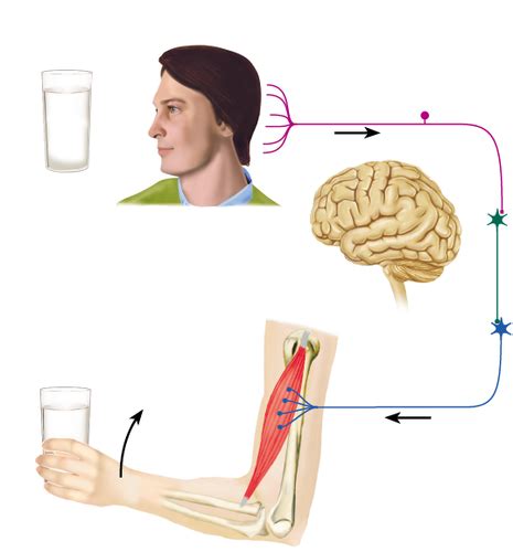 Physiological Psychology Flashcards Quizlet