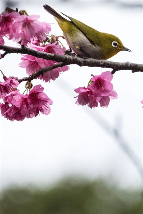 Here's How to See Cherry Blossoms in Okinawa