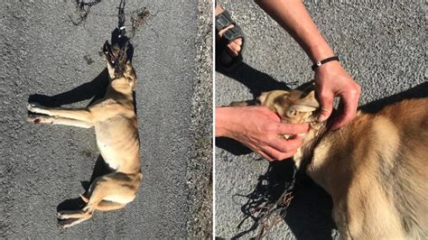 Una Perrita Fue Amarrada Y Arrastrada Por Una Moto En Slp Fiscalía