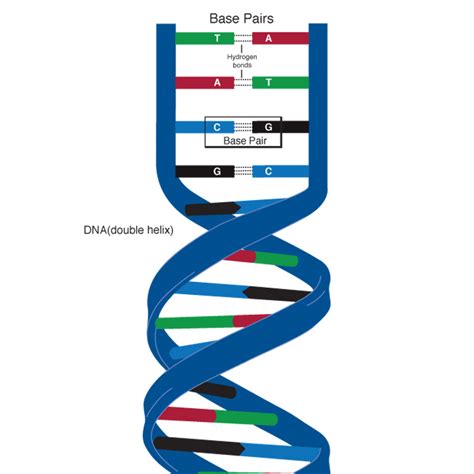 Base pair - ISOGG Wiki