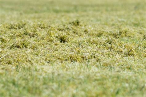 Moos im Rasen entfernen besten Tipps für einen Traumrasen