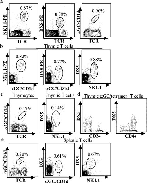 Coexpression Of Nk11 And Dx5 Ags In Mature Va14 Nkt Cells In C57bl6