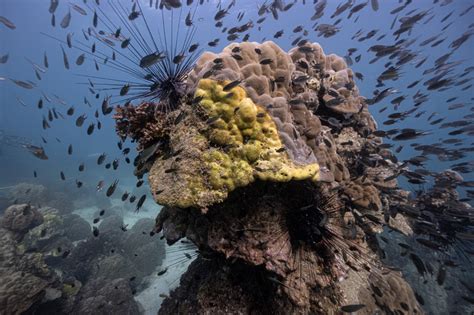 Yellow Band Disease Hits Thai Coral Reefs