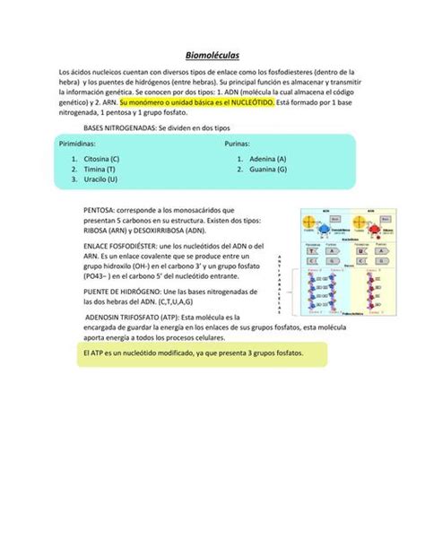 Biomoléculas Ácidos nucleicos Rocio Antonia Correa Guerra uDocz