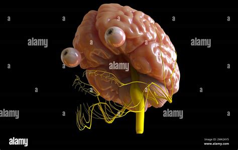 Human Brain Anatomy For Medical Concept 3d Illustration Stock Photo Alamy