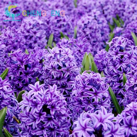 100pcs Hyacinthus Mixing Different Varieties Hyacinth Bonsai Flower