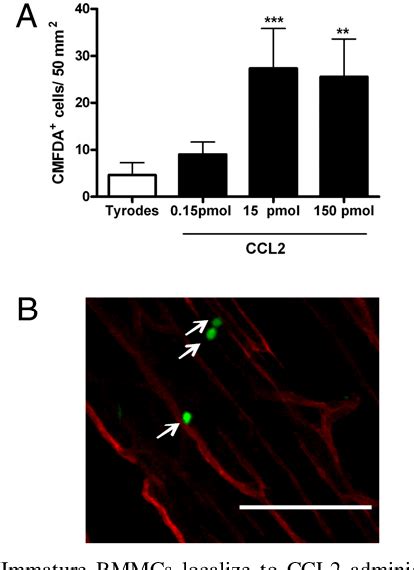 Figure From The Role Of The Ccl Ccr Axis In Mouse Mast Cell