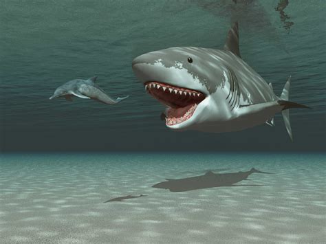 Megalodon Teeth Reveal Ancient Ocean Hierarchy - A-Z Animals Slideshows