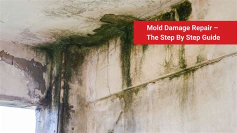 Mold Damage Repair The Step By Step Guide