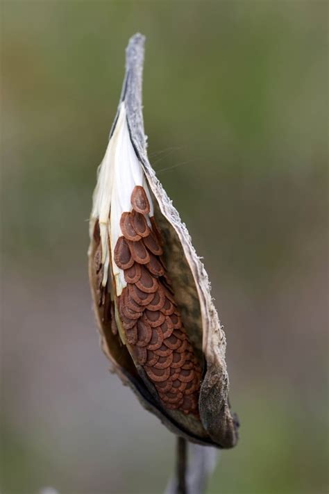 Free Picture Milkweed Open Pods