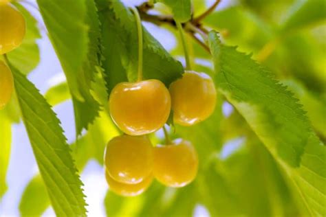 Rainier Cherries Growing Guide Everything To Know