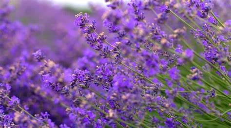 15 Lavender Varieties For Colder Hardiness Zones