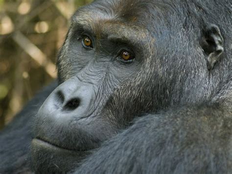 Grauer's Gorillas in Kahuzi-Biega - Suggested Itinerary - Steppes