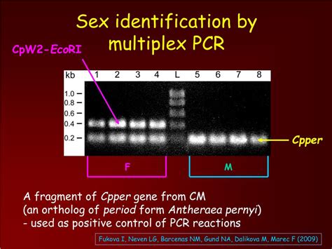 Ppt Molecular Cytogenetic Analysis Of Sex Chromosomes In The Lepidopteran Pests Powerpoint