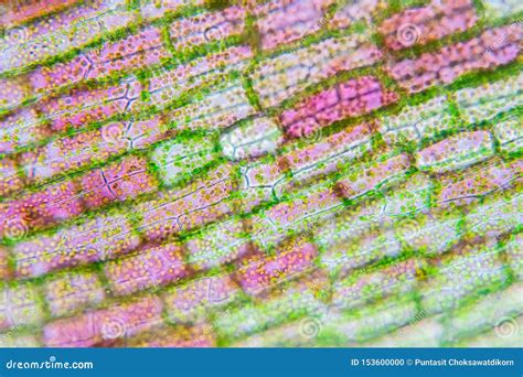 Plant Cell Under The Microscope View Stock Photo Image Of Botany