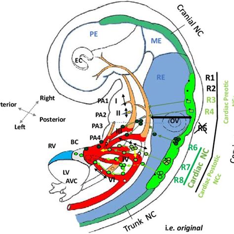 Pdf Cardiac Neural Crest Cells Their Rhombomeric Specification