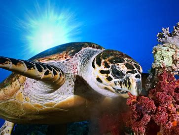 Predator/ Prey Relationship - Hawksbill Turtle