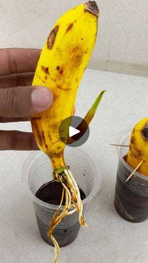 77k Views · 673 Reactions Remarkable Skill Grow Banana Trees From