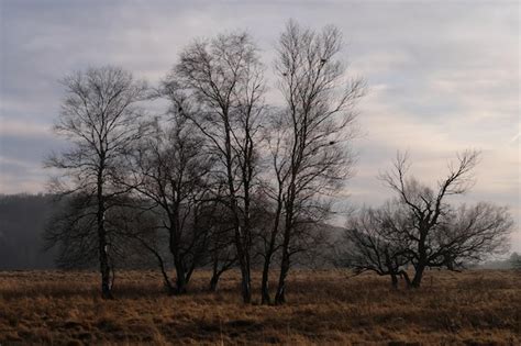 Premium Photo Bare Trees On Field Against Sky