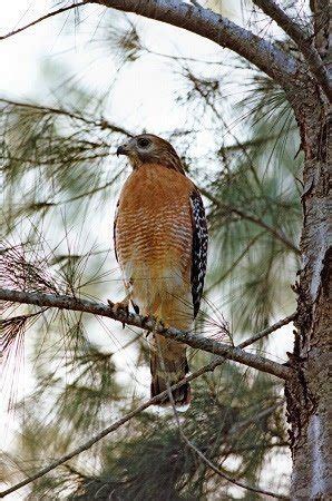 Fall bird migration is underway - - The Adirondack Almanack