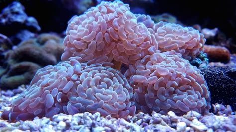 The Hammer Coral Guide For Beginners and Experts – Aquarium Genius