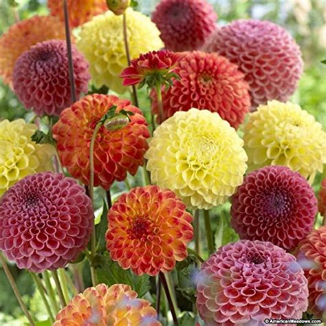 Floral Treasure Dahlia Pom Pom Flower Seeds Scarlet Red Color For