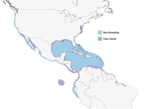 Where Do Pelicans Live Discover Their Homes Across The Globe