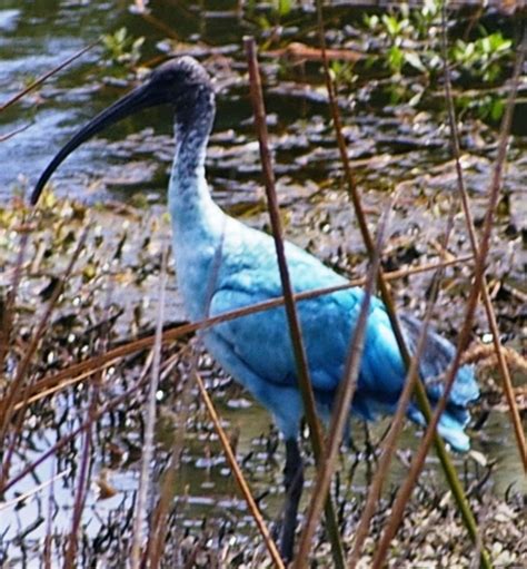 Unusually Coloured Birds