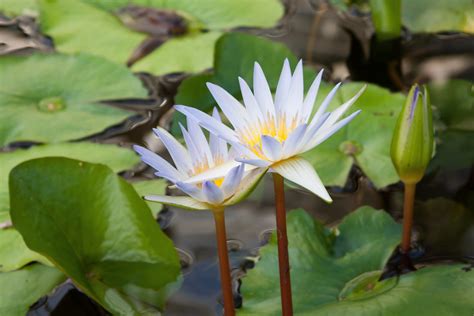 Fotos gratis agua naturaleza hoja pétalo lago estanque verde